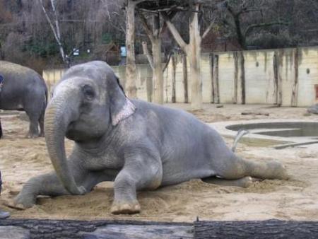 Parque Zoológico en Praga