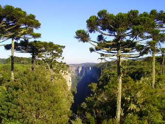 377Parque Nacional Aparados da Serra y da Serra Geral