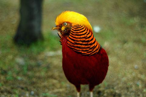 2777Consejos para el avistaje de aves