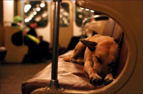 2972Las mascotas de Bilbao ya pueden viajar en metro y tren