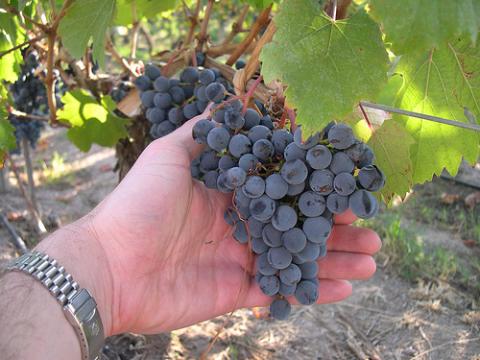 3761Día Mundial del Malbec