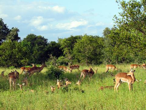 Around the World Grand East África Safari
