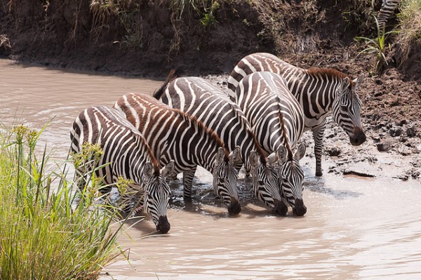 Conoce las costumbres de las especies africanas