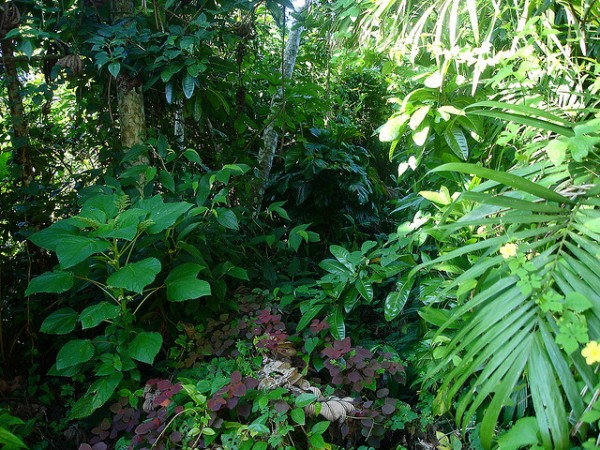 Consejos para viajar a la selva – Por Descubrir