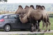 10184Turismo responsable con los animales