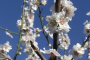 10898Cerezos en flor, el espectáculo natural de marzo