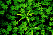 10765Consejos para el próximo San Patricio